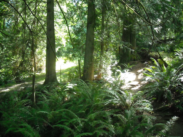 Forest landscape